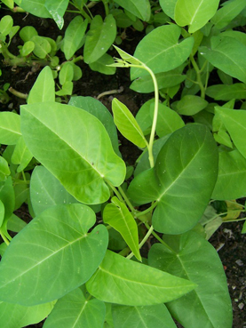 菜文化与健康之空心菜